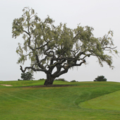 Bayonet, golf in Northern golf in California, California, Golf, Golf Destination review, Golf holidays in Northern California, golf tours in Northern California, Golf holidays in California, golf tours in California, Golf holidays, golf tours